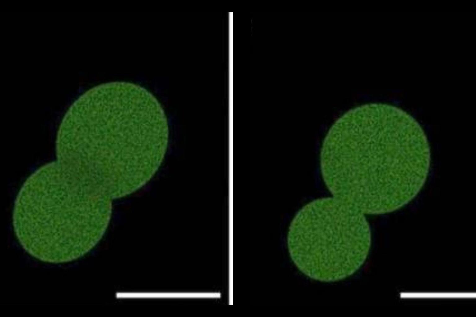 Scientists in a laboratory working with synthetic cells