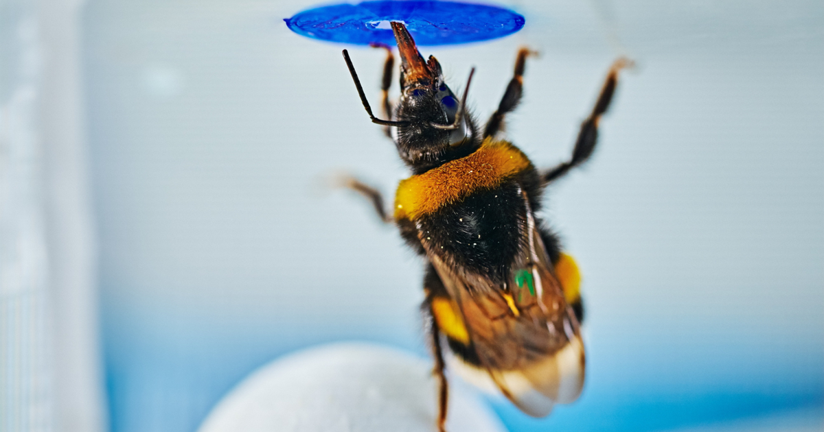 Scientists teach bumblebees how to ‘play football’
