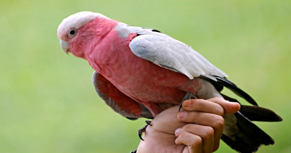 Birds Do It Too: New Study Says Masturbation In Animals Is More Common Than We Think