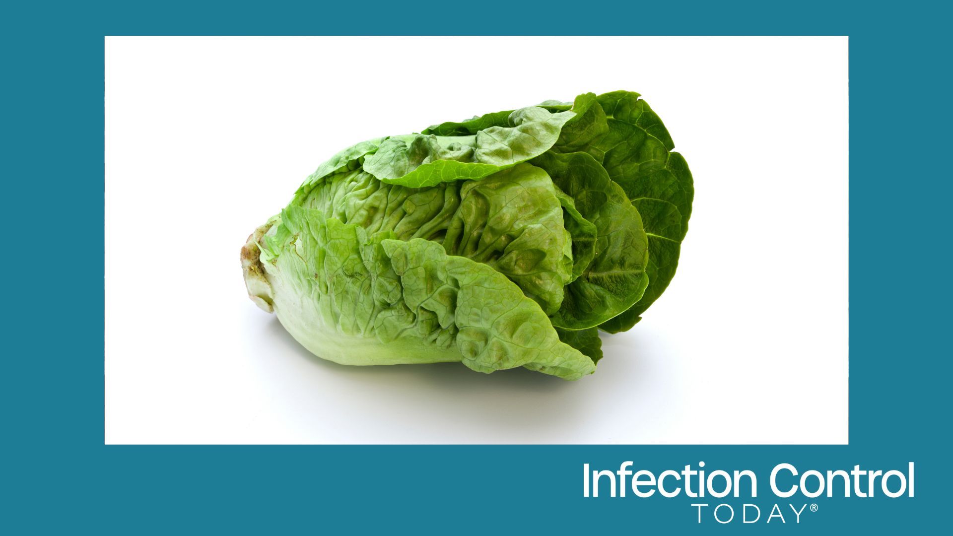 Person holding contaminated lettuce with a concerned expression