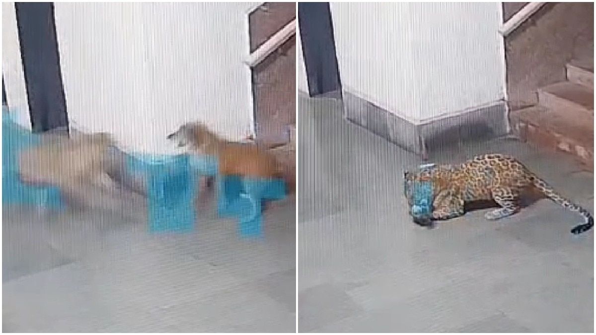 Leopard enters IIT Bombay campus, kills stray dog. Shocking moment on camera