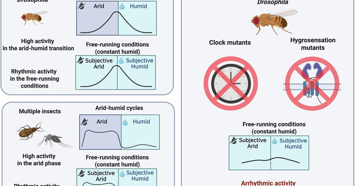 Insects exhibit evidence of a daily body clock for humidity