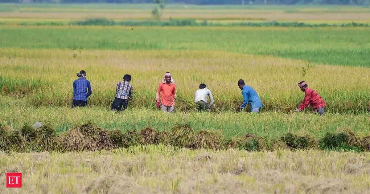 Farmers in a dry field looking at the sky for rain