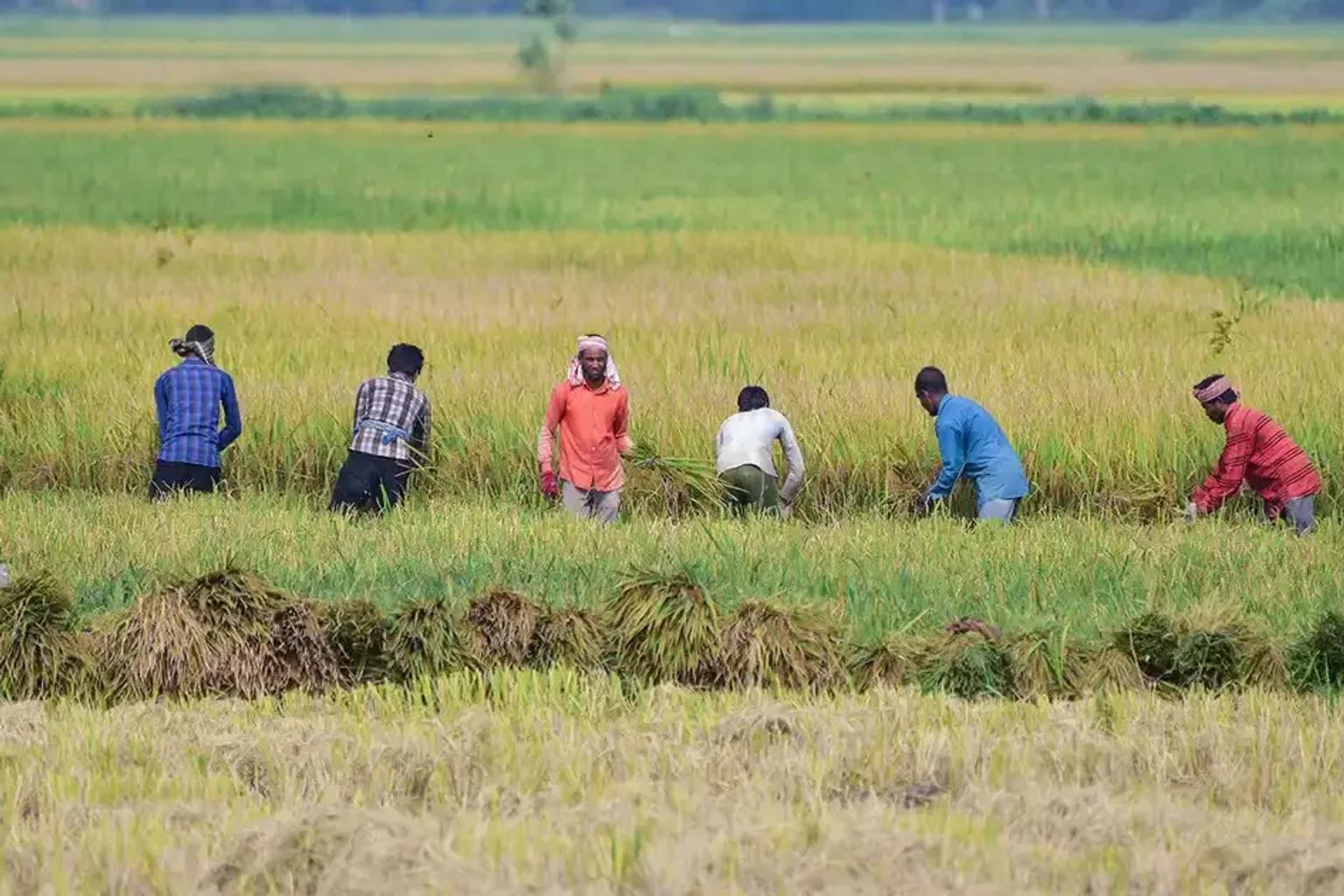Farmers in a dry field looking at the sky for rain