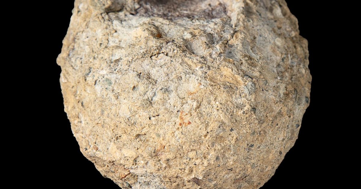 A rare dinosaur fossil from Antarctica is found tucked away in a drawer