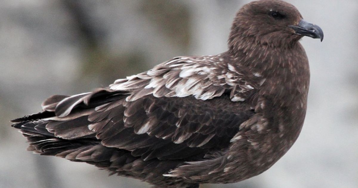 First Case Of H5N1 Bird Flu In Australia Has Been Confirmed