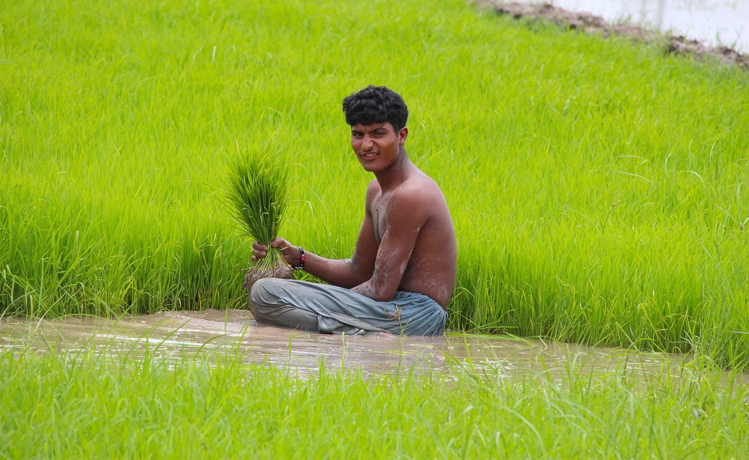 Risplukker ute på rismarkene