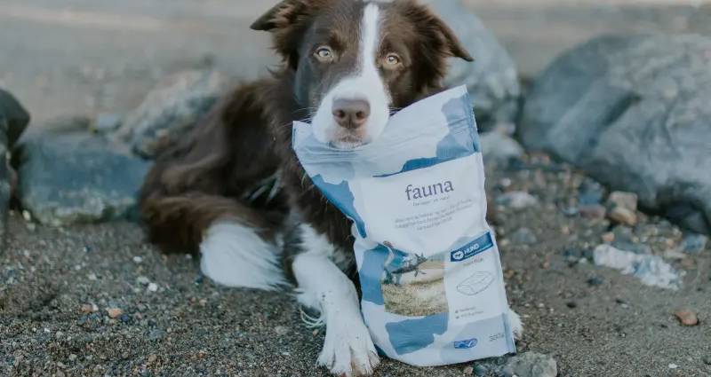 Hund som passer på en pose med Fauna dyrefôr