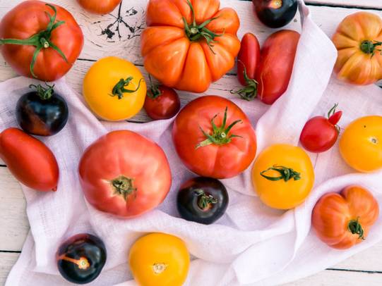 Mange forskjellige tomater på et bord