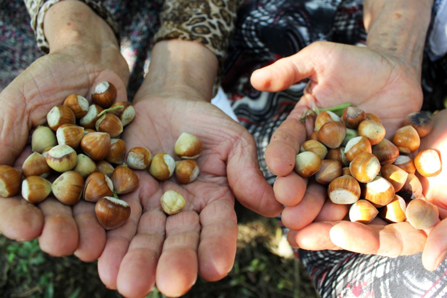Hender fylt med hasselnøtter Hender fylt med hasselnøtter