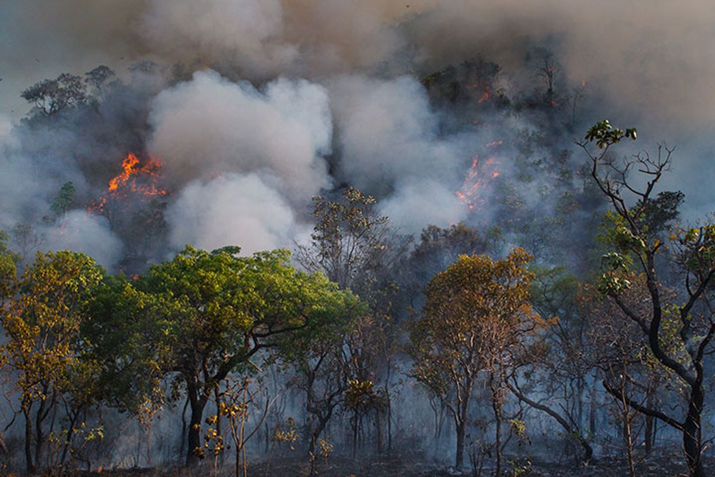 Regnskog som brenner Regnskog som brenner