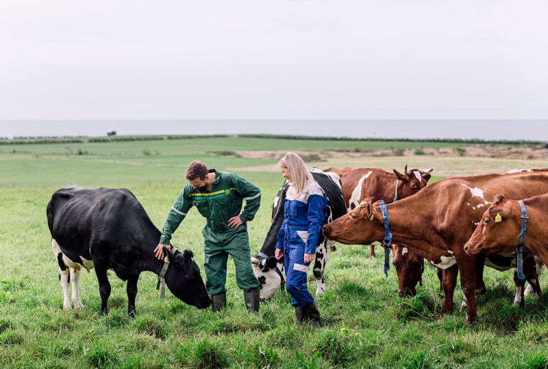 Bønder på beitet med kuene