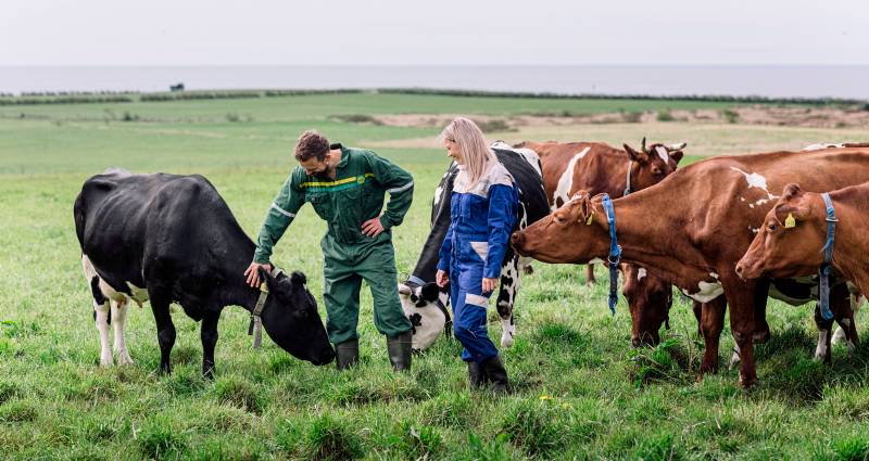 Bønder på beitet med kuene