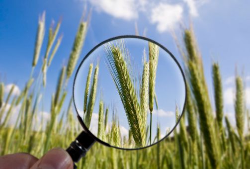 Kornaks bak et forstørrelsesglass