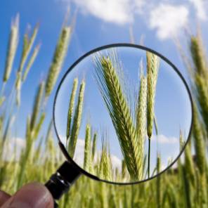 Kornaks bak et forstørrelsesglass