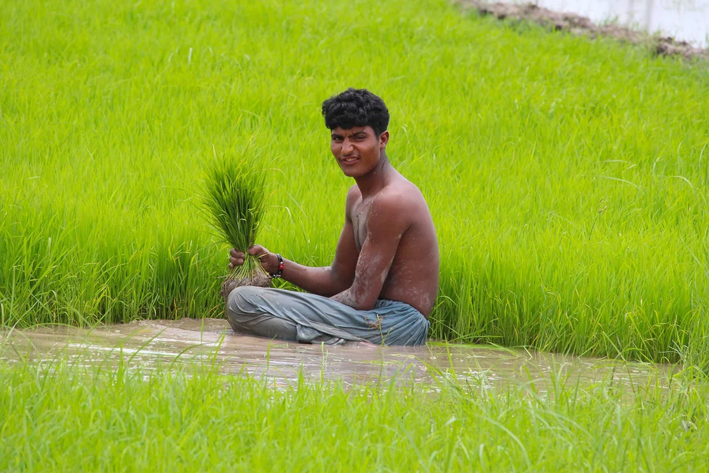 Arbeider på risåker Arbeider på risåker