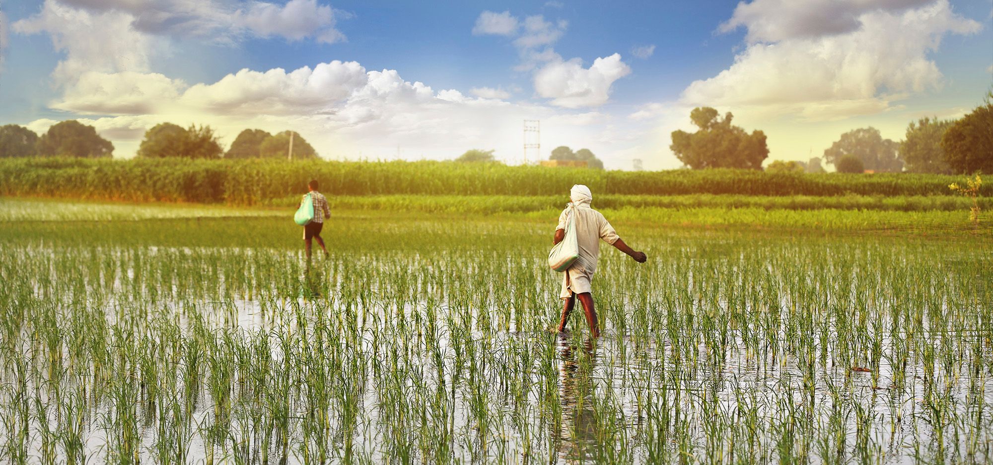 To personer går på en rismark