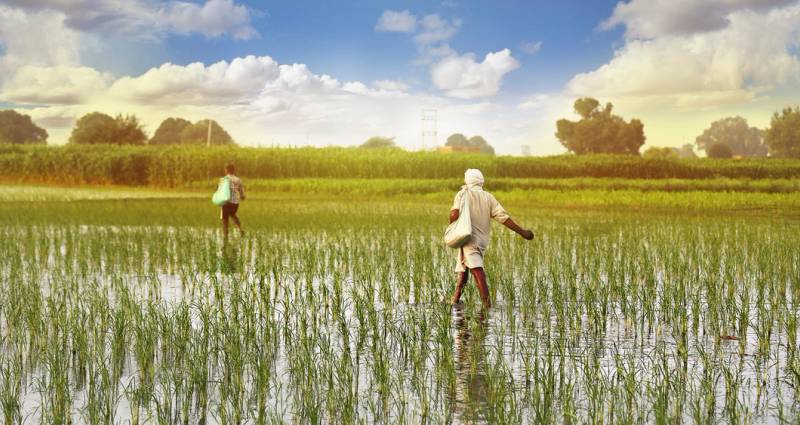 To personer går på en rismark