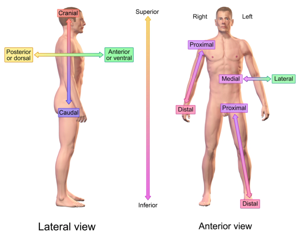 Inferior: Ý Nghĩa và Cách Sử Dụng Đúng trong Tiếng Anh