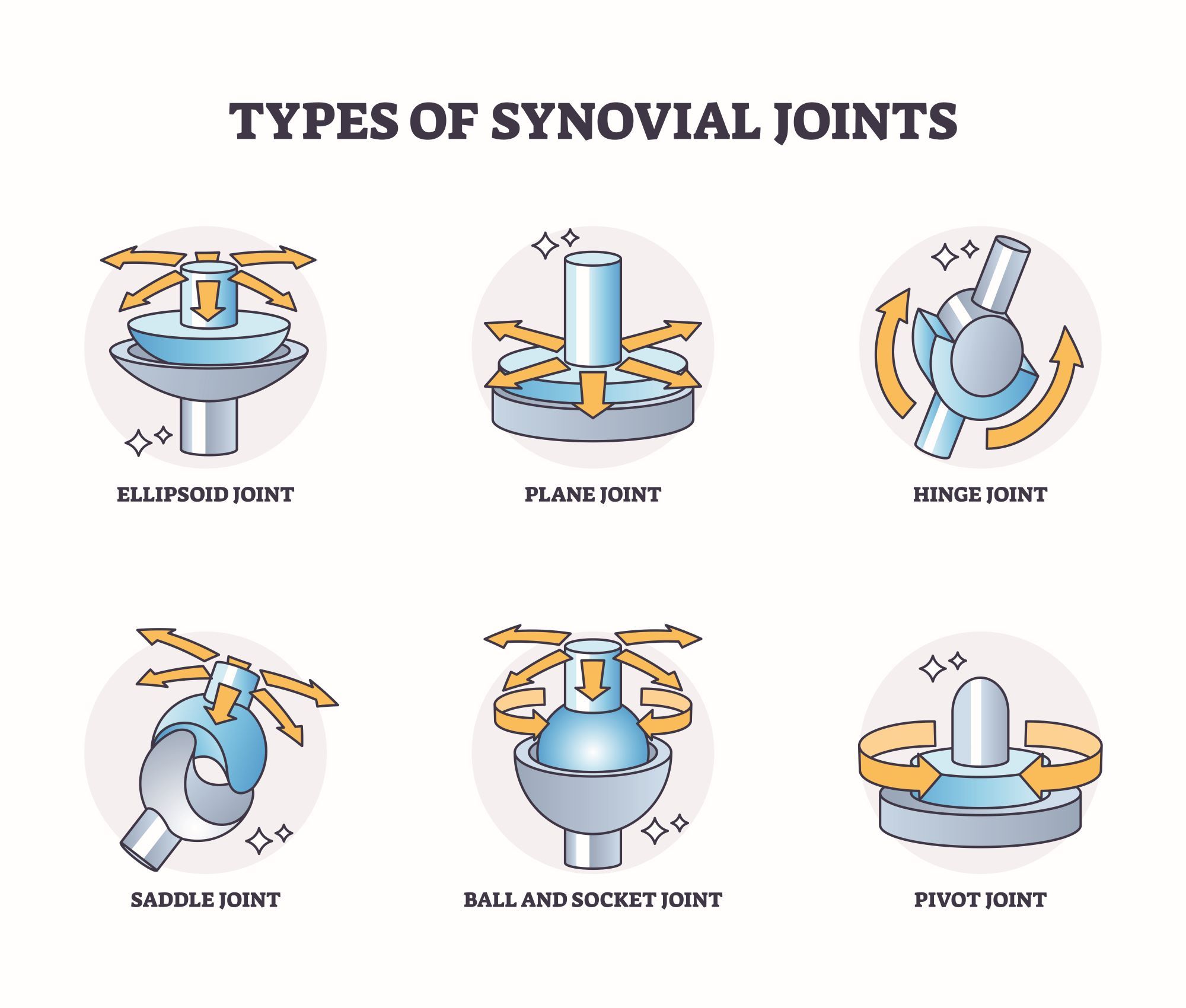 Synovial Joint Brookbush Institute