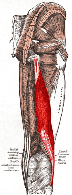 Deep Neck Flexors (Longus Colli, Longus Capitis, Rectus Capitis Anterior  and Rectus Capitis Lateralis)