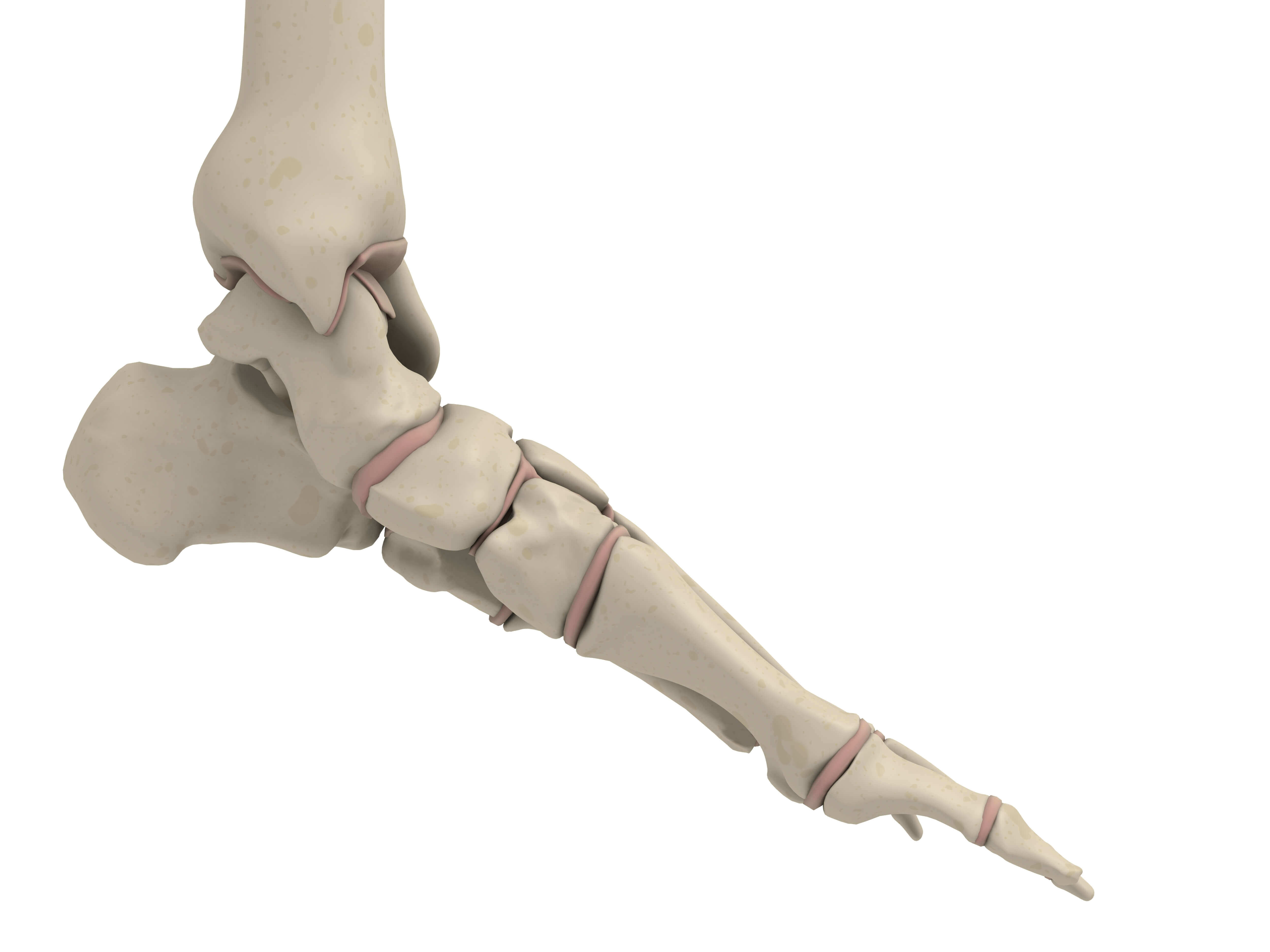 Ankle Joint Anatomy: Talocrural, Subtalar and Tibiofibular Joints 