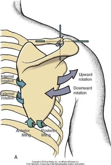 Downward Rotation Scapula Brookbush Institute
