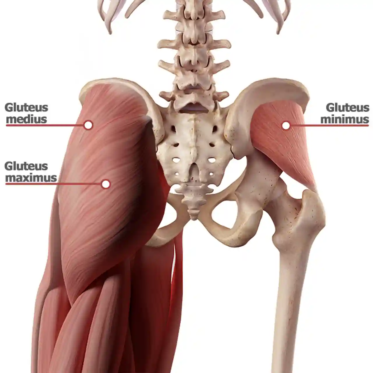 Lesson 20 The Gluteus Maximus, Gluteus Medius, Gluteus Minimus ...