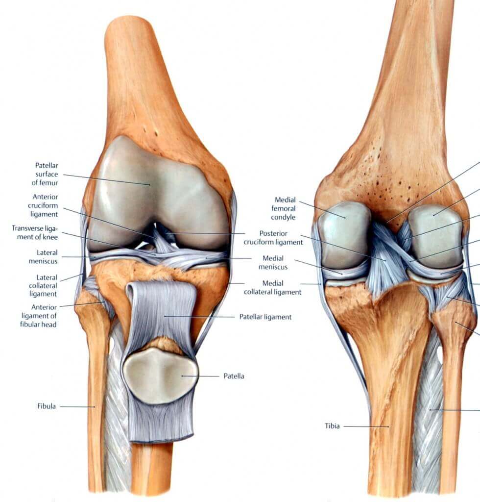 Ankle Joint Anatomy: Talocrural, Subtalar and Tibiofibular Joints