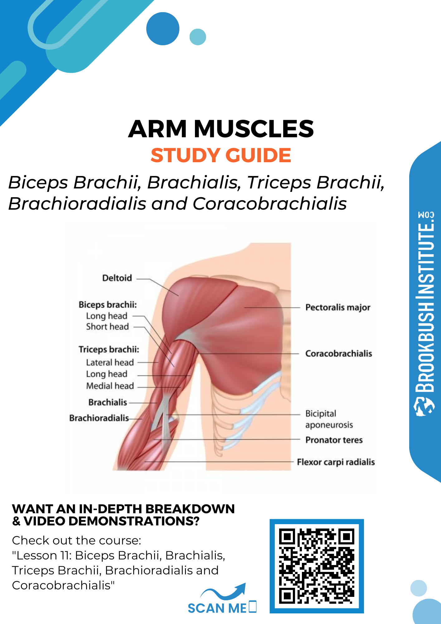 Lesson 11: Biceps Brachii, Brachialis, Triceps Brachii, Brachioradialis and  Coracobrachialis