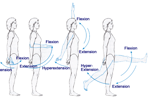 Flexion and extension movements of the leg about the knee joints