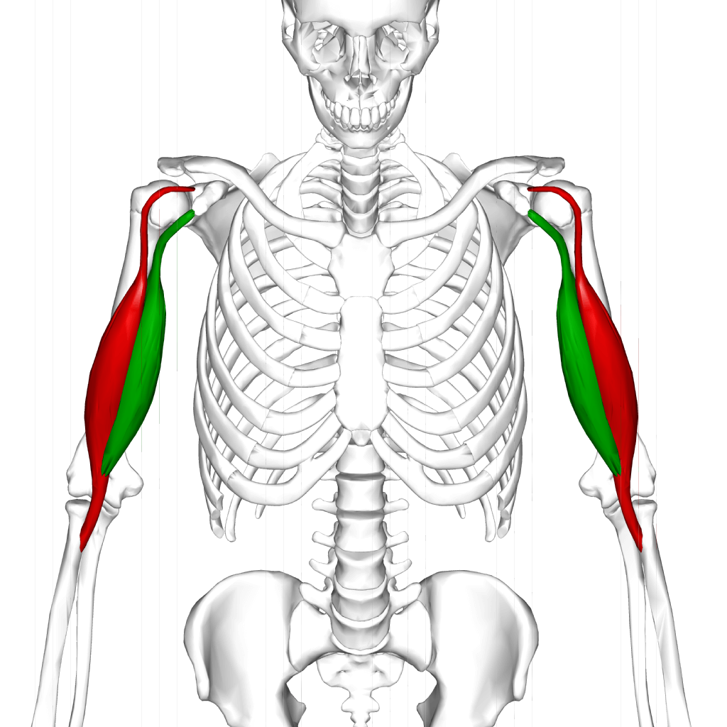 Biceps And Triceps. Extension And Flexion. Labeled Illustration