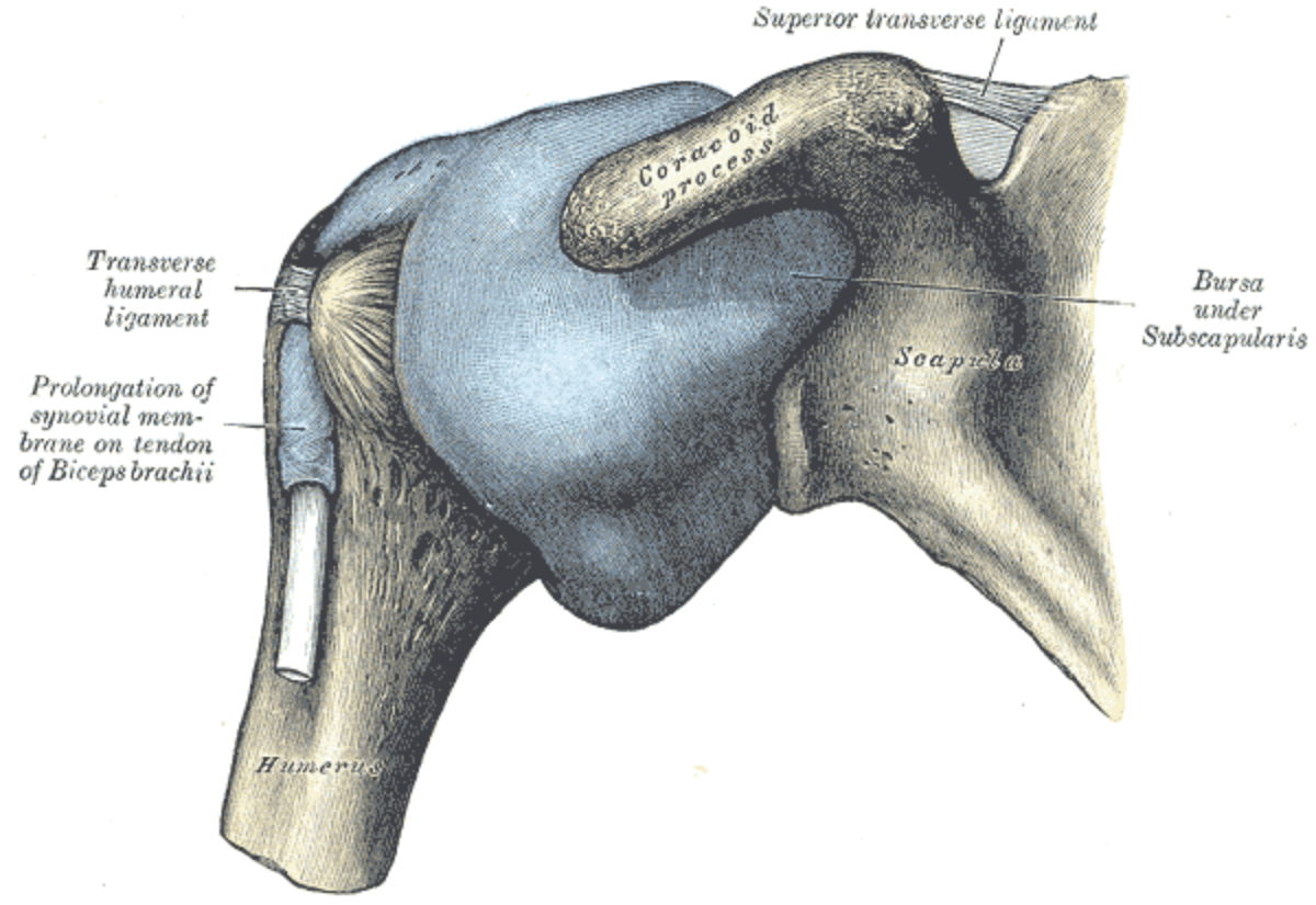 Which of the following part(s) has ball and socket joints?Wrist jointsBoth  A and BShoulder jointsHip joints