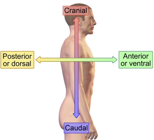 Dorsal - Giải nghĩa, Cách dùng, và Ví dụ chi tiết