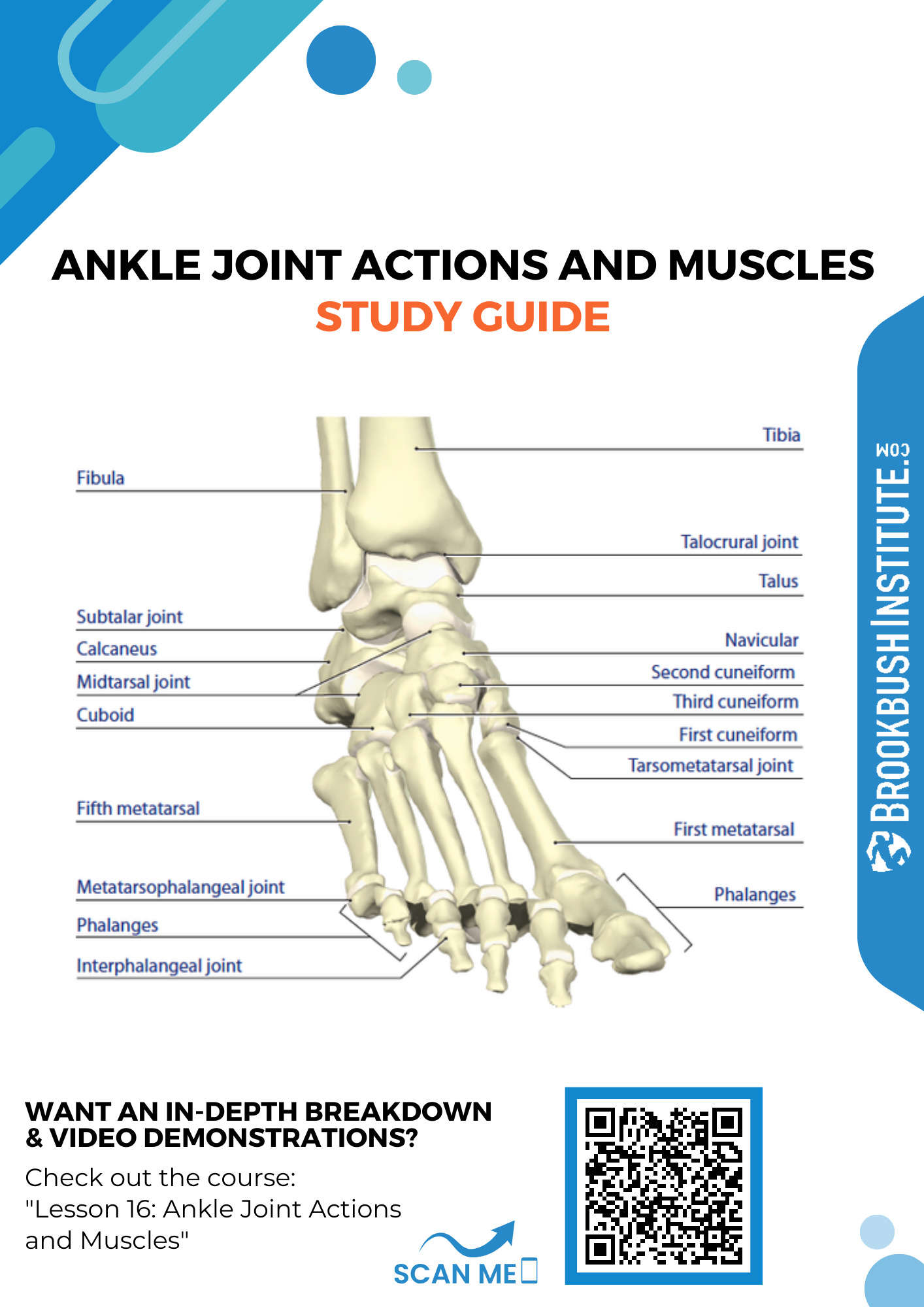 Ankle Joint - Gross Anatomy Flashcards  ditki medical and biological  sciences