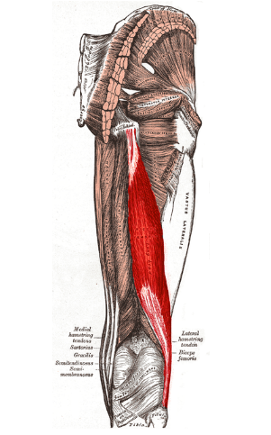 Biceps Femoris