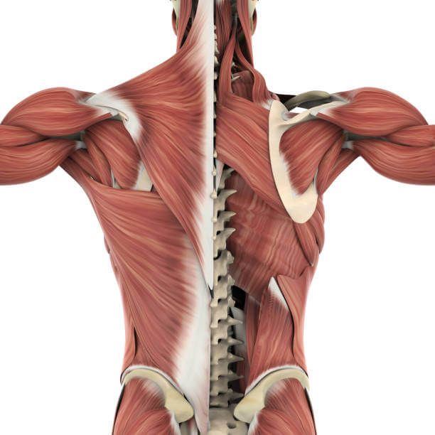 Latissimus Dorsi