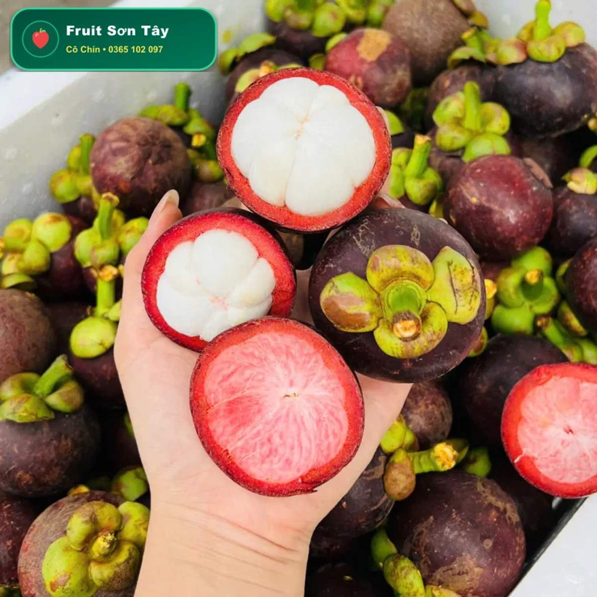 Măng Cụt Bảo Lộc Múi Trắng Ngần Ngọt Mát (Bao Từng Quả) - ảnh 2
