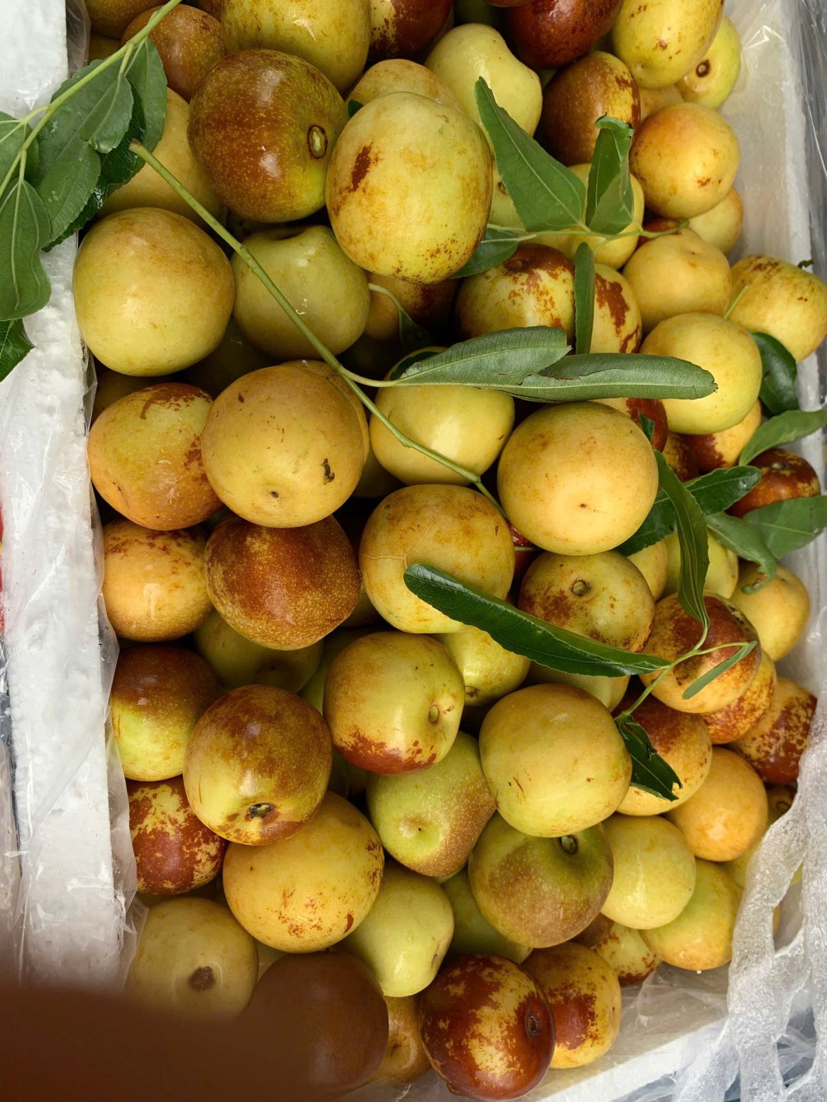 Táo Tàu Tươi Giòn Ngọt (Cô Chín Tuyển Quả Đẹp)