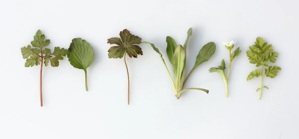 erbe per tisane drenanti