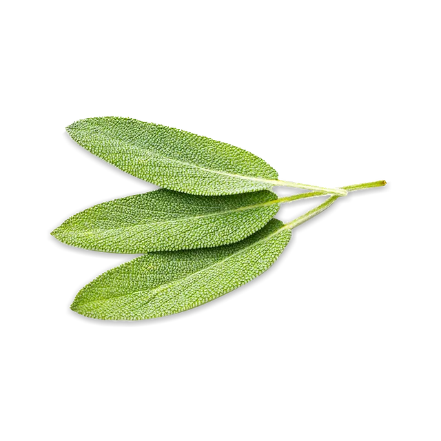 foglie di salvia