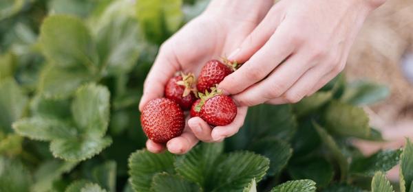 Fragole frutta di aprile