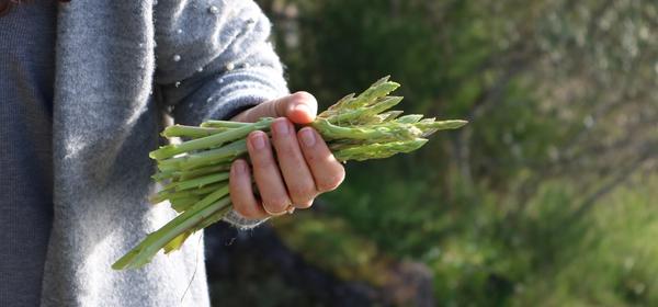 Asparagi verdure di marzo