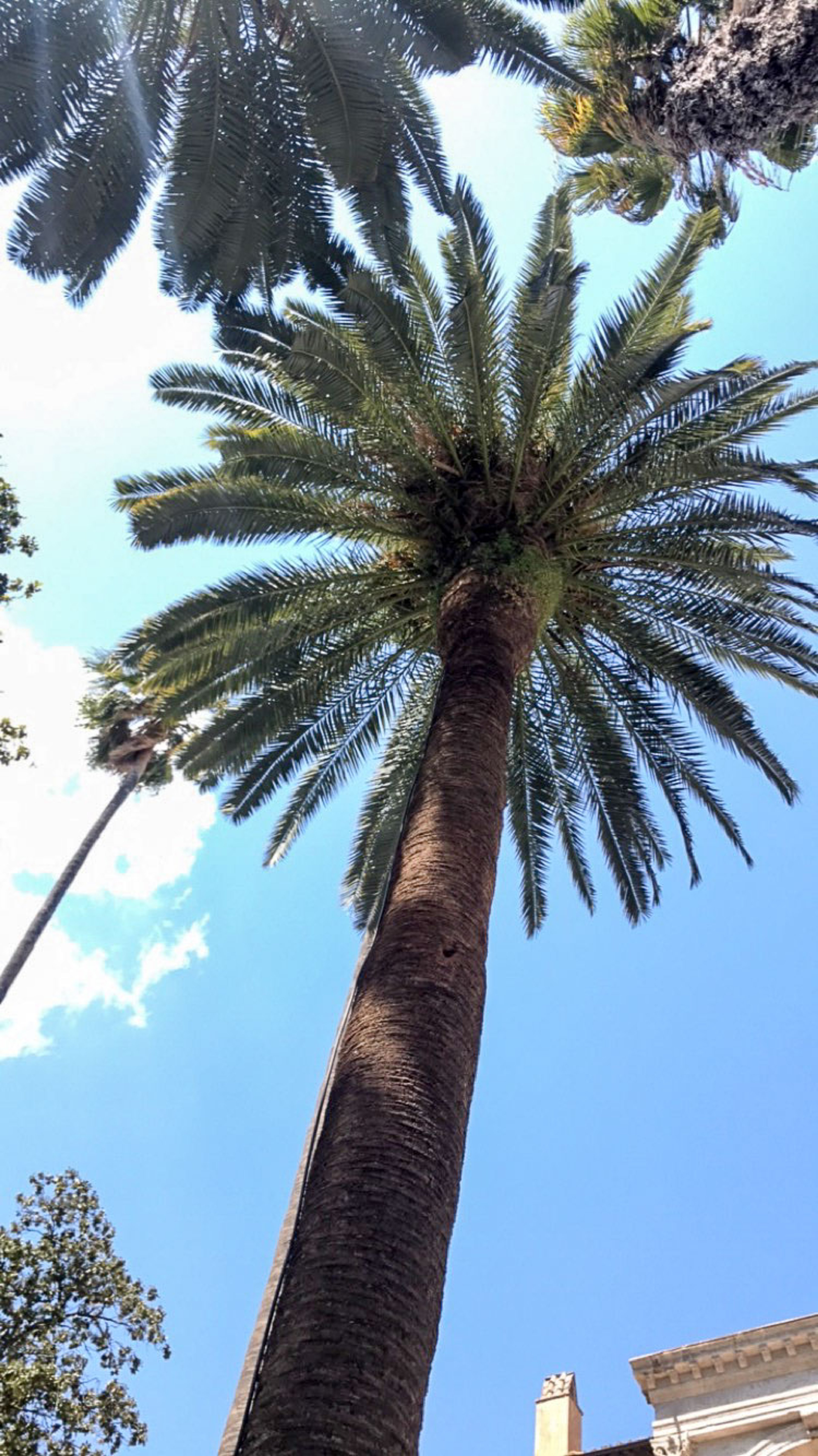 Rejsen til Rom: ruiner, solskin og mad som kultur