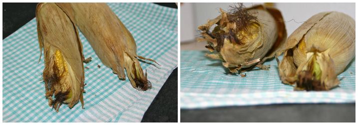 Quinoasalat med ovngrillede friske majs, salatbønner og avocado