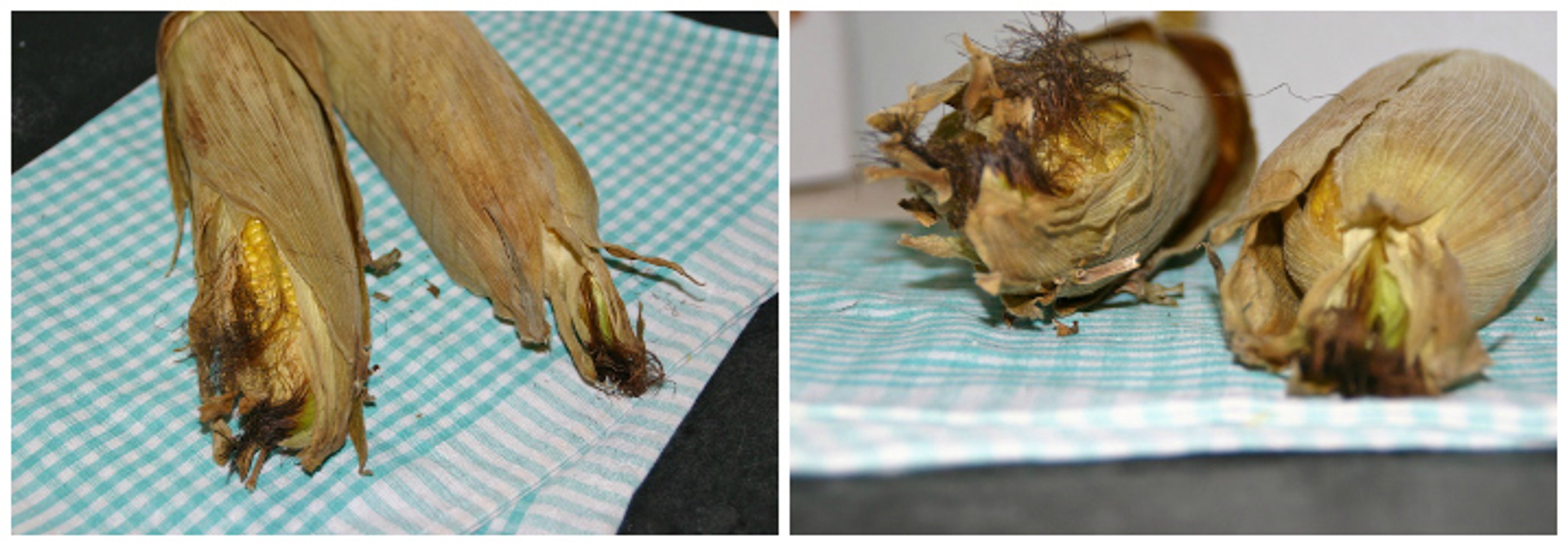 Quinoasalat med ovngrillede friske majs, salatbønner og avocado