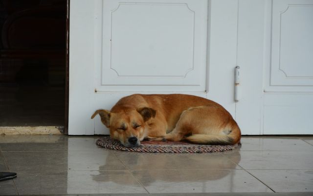 brown short coated dog lying on floor