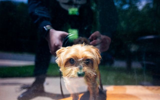 person holding brown and black yorkshire terrier puppy