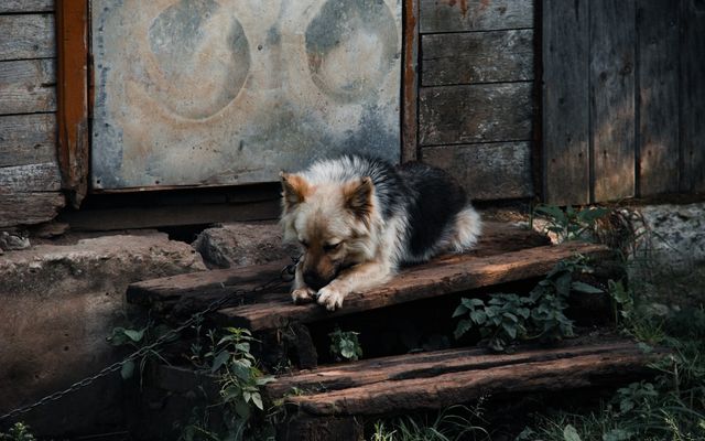 a dog lying on a log