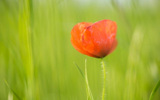 red flower in green grass